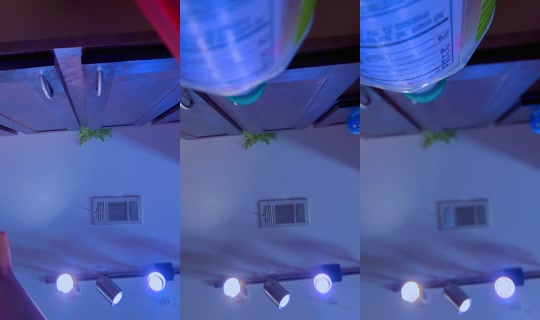 _papiichulaa_ TikTok Live — Aug 12, 2026, 7:33 PM