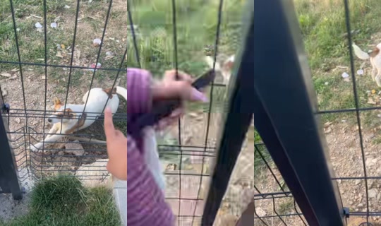 alisaa.avv TikTok Live — Aug 19, 2026, 4:37 AM