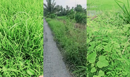 annanuruljannah TikTok Live — Jul 14, 2026, 10:12 AM