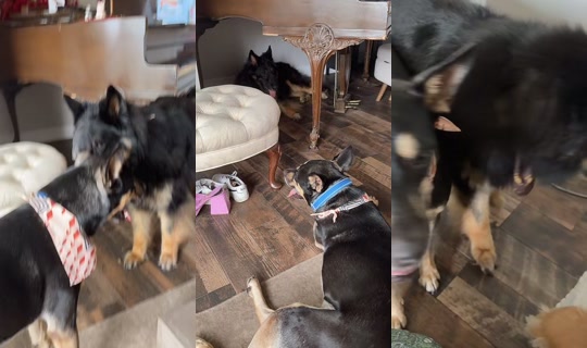 asmitaidate TikTok Live — Sep 13, 2026, 12:46 AM