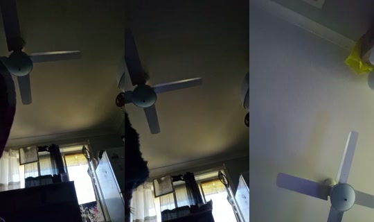 bossgurl202 TikTok Live — Aug 31, 2026, 2:19 AM