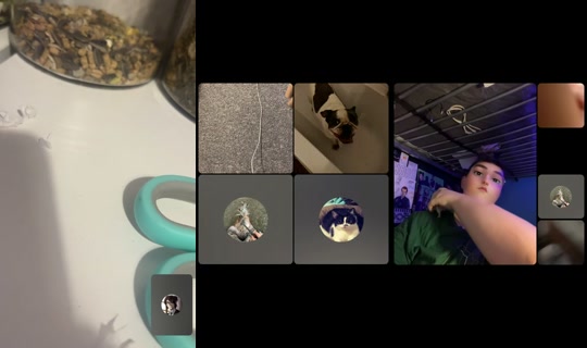 daisy_coco1 TikTok Live — Aug 5, 2026, 7:52 PM