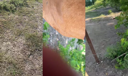 dizzymiss.lizzie TikTok Live — Jul 31, 2026, 1:28 PM