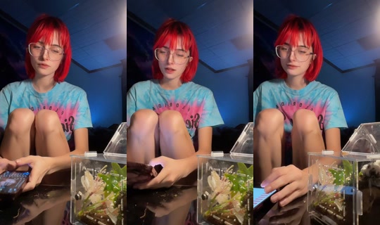 kiwifruitfrog88 TikTok Live — Sep 7, 2026, 6:31 AM