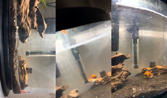 miss.zadie TikTok Live — Aug 31, 2026, 4:07 AM