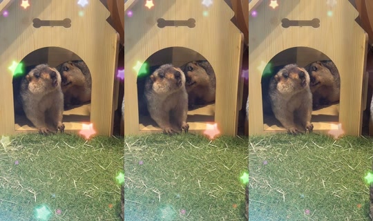 miteinomirai TikTok Live — Aug 31, 2026, 1:20 PM