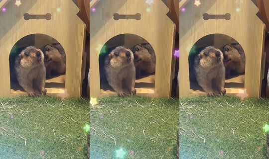 miteinomirai TikTok Live — Aug 31, 2026, 2:10 PM