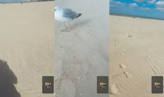 prissouangeel TikTok Live — Aug 20, 2026, 3:01 PM
