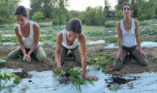 thatfarmgirllaura TikTok Live — Jul 29, 2026, 2:42 AM