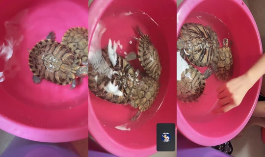 urnonexistent TikTok Live — Aug 10, 2026, 7:58 AM