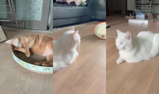 z89682 TikTok Live — Aug 19, 2026, 6:14 AM