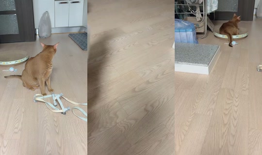 z89682 TikTok Live — Aug 20, 2026, 2:37 AM